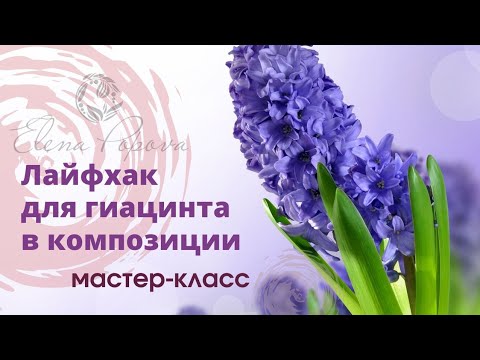 Видео: Секреты флористики. Гиацинты. Мастер класс. Лайфхак для гиацинта в композиции на флористической пене