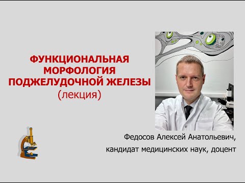 Видео: ФУНКЦИОНАЛЬНАЯ МОРФОЛОГИЯ ПОДЖЕЛУДОЧНОЙ ЖЕЛЕЗЫ