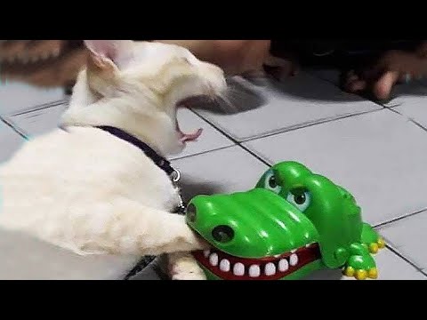 Видео: ПРИКОЛЫ С ЖИВОТНЫМИ 2025 | FUNNY MOMENTS 2025