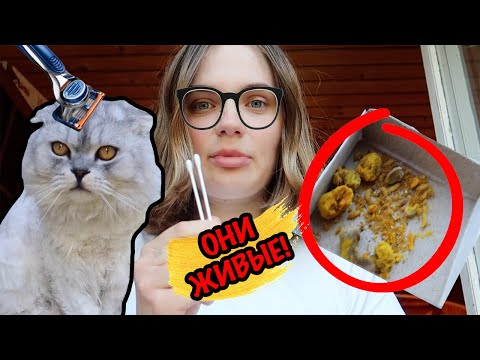 Видео: УДАЛЯЕМ ЛИЧИНКИ ИЗ КОТА КЕВИНА | ФУ! ОНИ У НАС ДОМА!