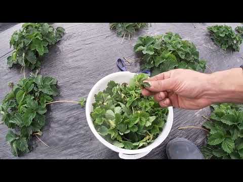 Видео: ПРОСТИЙ метод розмноження полуниці/Вирощування полуниці на продаж