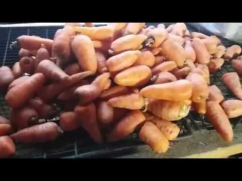 Видео: Нутрия домашнее содержание. А выгодно ли содержать нутрий?