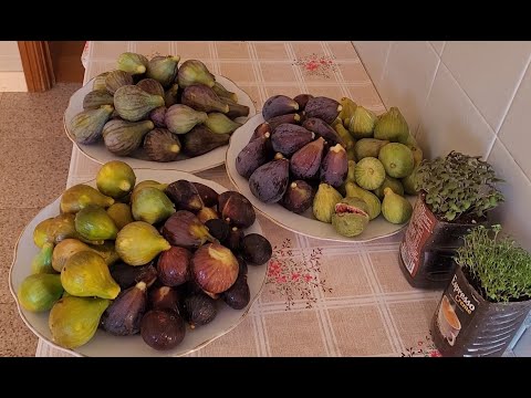 Видео: За инжиром на велосипеде в Виласеку, воробей Мишка и амадина Тина в офисе. 28.07 - 4.08.2024.