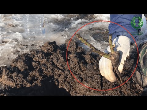 Видео: Посадка Розы в Снег / рано весной / Важные моменты