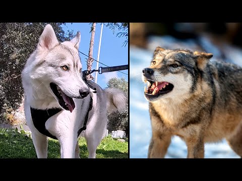 Видео: Волчонок Норд и два шакала. Мы же волки, нам шакалы нипочём 🐾