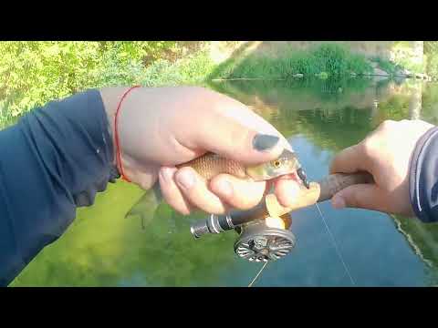 Видео: Кефал на суха муха | Chub on dry fly