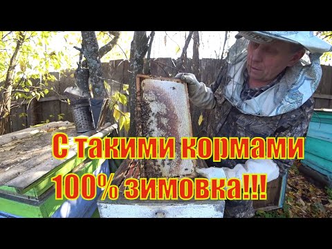 Видео: УЛЬИ РУТА ГОТОВЫ К 100% ЗИМОВКЕ, ОСМОТР КОРМОВЫХ ЗАПАСОВ ДЛЯ ЗИМОВКИ НА ВОЛЕ