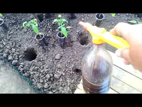 Видео: Висаджуємо розсаду помідорів. Що додати в ямку ?!