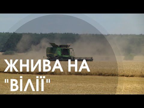 Видео: Як жнивує "Вілія"