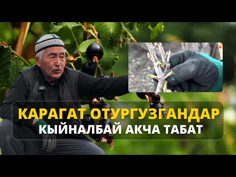 Видео: Убактысы жоктор карагат менен ийгиликке жетсе болот