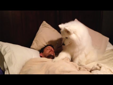 Видео: Он установил в спальне камеру чтобы понять, почему пес всю ночь не спит и смотрит на него до утра
