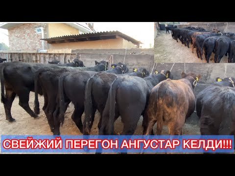 Видео: АНГУС ЖАНЫ ПАРТИЯ 10-СААТТА САТЫЛЫП КЕТТИ!!!!