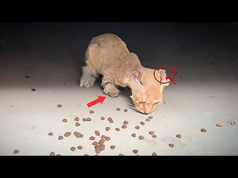 Видео: Спас раненого котёнка, теперь его как короля