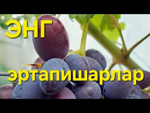 Видео: Энг эртапишарлар