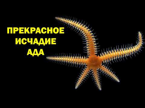 Видео: Офиуры - живые потомки Ктулху