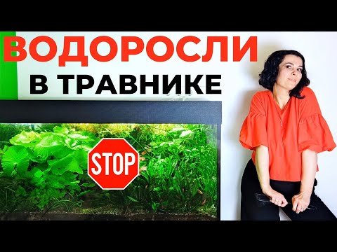 Видео: Борьба с водорослями в аквариуме травнике