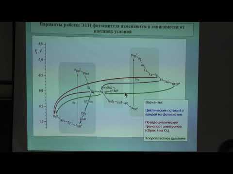 Видео: Носов А. М. - Физиология растений I - Фотосинтез