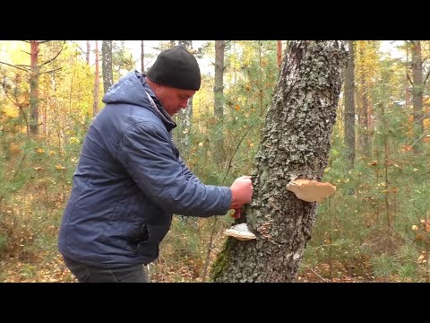 Видео: Очень полезный ГРИБ который растёт круглый год.