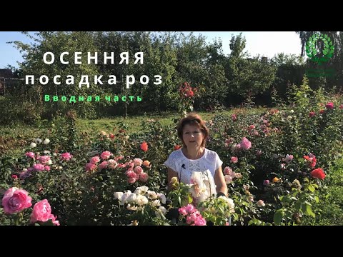 Видео: Осенняя посадка роз. Основные рекомендации. Вводная часть. Питомник 🌹 и 🌲 Е. Иващенко