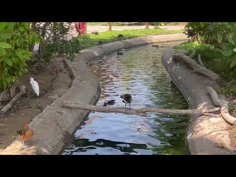 Видео: Dubai safari park Птичник