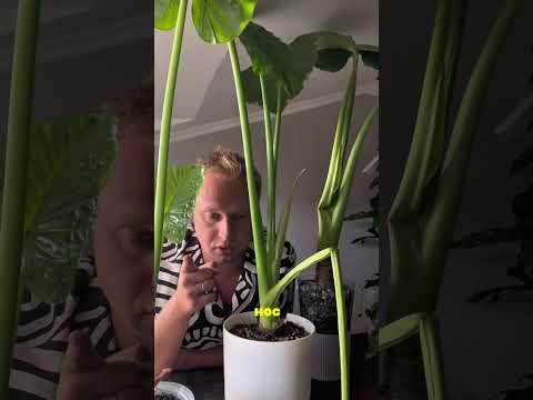 Видео: Не ведитесь на провокации😅🙌🏽#алоказия #растения #plants #комнатныерастения