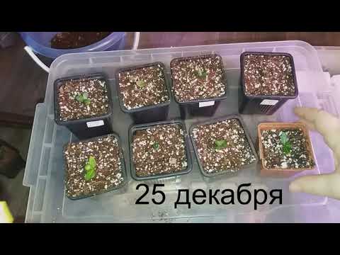 Видео: АДЕНИУМЫ Были проблемы, вроде как справились.