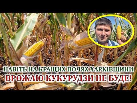 Видео: Навіть на кращих полях Харківщини врожаю кукурудзи не буде!