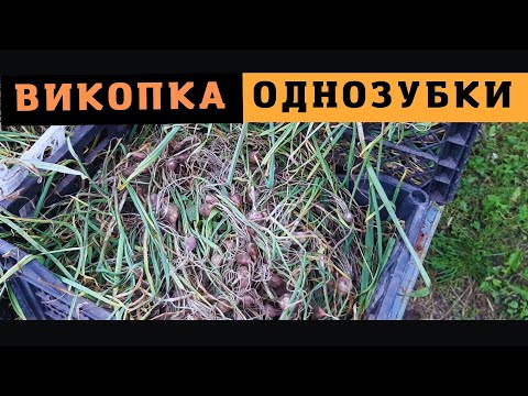 Видео: #часник Як там вродила однозубка... Повне відео! @VadymMisko