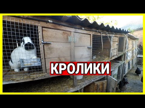 Видео: КРОЛИКИ🐰☘️