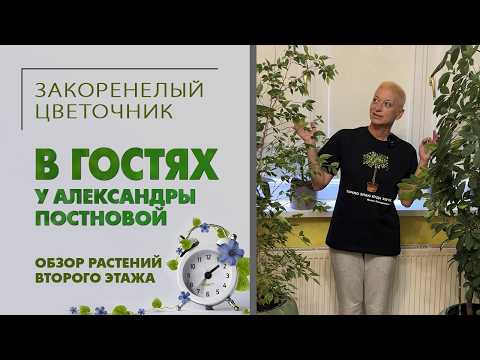 Видео: Выжил ли папоротник? В гостях у Александры Постновой. Обзор растений второго этажа.  Новые растения.