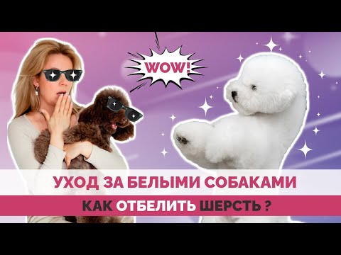 Видео: Как отбелить шерсть собаки? Косметика для отбеливания
