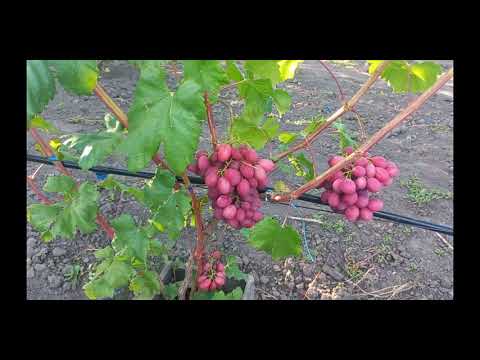 Видео: Виноград 2025 Басанті, Мускат Медовий, Цукерочка, Мускат Ізюмський
