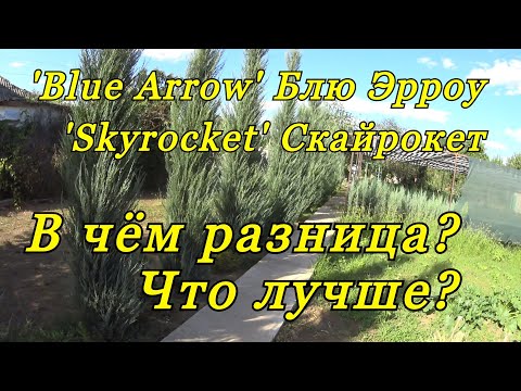 Видео: Скальные можжевельники БЛЮ ЭРРОУ (Blue Arrow) и СКАЙРОКЕТ (Skyrocket) - в чём разница?