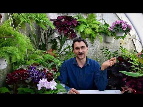 Видео: Что делать с проблемными растениями