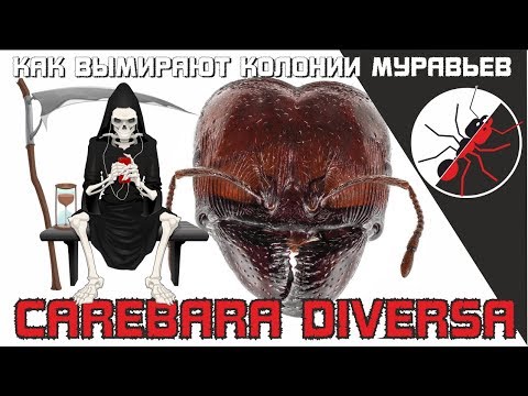 Видео: Как вымирала колония муравьев Carebara diversa