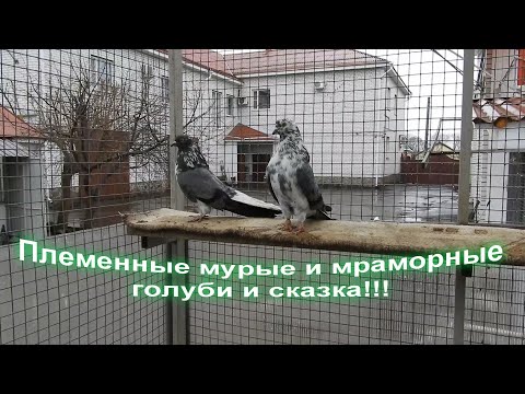 Видео: Племенные мурые, мраморные голуби и сказка.