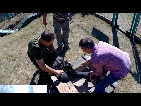 Видео: ЛИСА ПРОТИВ СОБАКИ. 1 диплом на испытаних ягдтерьеров на искусственной норе.