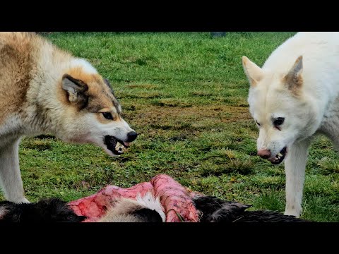 Видео: Лайки на трофеях 