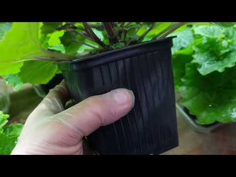 Видео: Стимуляция цветка на пышное, яркое и мощное цветение