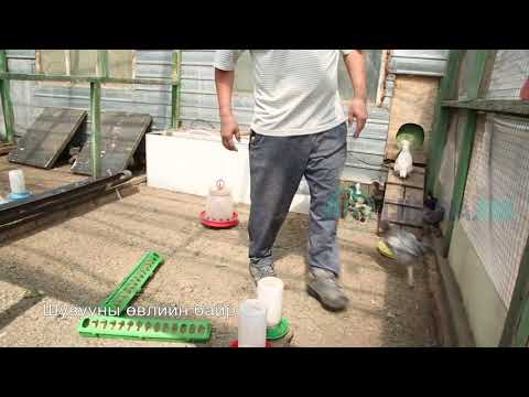 Видео: Шувууны үүр ямар байх ёстой вэ