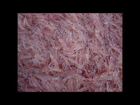 Видео: Биология с нуля. Ракообразные.