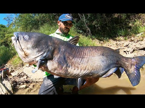 Видео: РЫБА МОЕЙ МЕЧТЫ из МАЛЕНЬКОГО РЕЧЬЯ!!