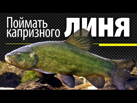 Видео: Как поймать капризного ЛИНЯ на удочку