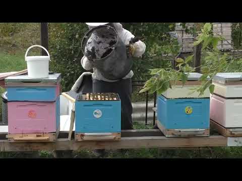 Видео: #пасека Термокамера на пасеке 