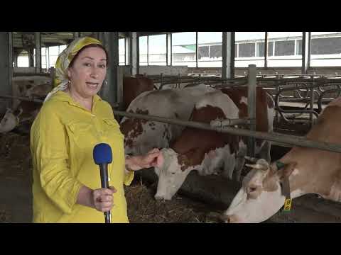 Видео: Щедрое богатство земли 270824 автор Пятимат Холохоева