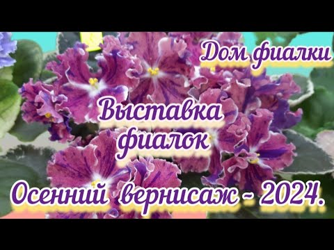 Видео: ФИАЛКИ - 24. Выставка с 25.10 по 04.11.2024г. "Осенний вернисаж" Дом Фиалки (Москва) #фиалкивыставка