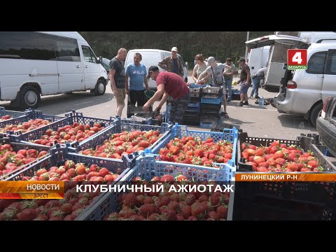 Видео: КЛУБНИЧНЫЙ АЖИОТАЖ