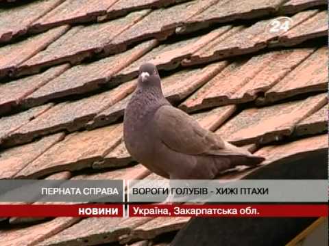 Видео: На Закарпатті голубів розводять замість курей