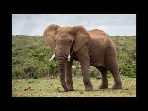 Видео: СЛОН В ДЕЛЕ. Интересные факты о слонах.