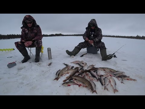 Видео: КУЧА РЫБЫ ЗА 3 ЧАСА С ОДНОЙ ЛУНКИ 🐬БЕШЕНЫЙ КЛЁВ КРУПНОЙ СОРОГИ на бескивковую удочку🎣 ЭТО СИБИРЬ!